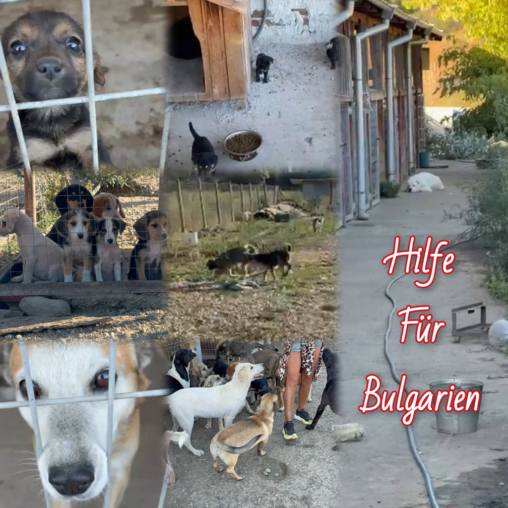 Hilfe für Bulgarien 2026
