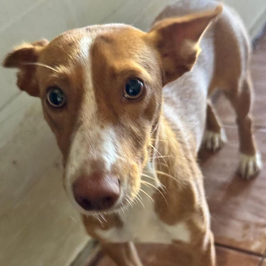 Podenco Honey, 12/2025, Endgröße ca. 37 cm
