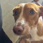 Podenco Honey, 12/2025, Endgröße ca. 37 cm