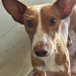 Podenco Honey, 12/2025, Endgröße ca. 37 cm