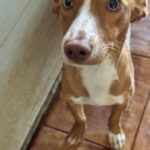 Podenco Honey, 12/2025, Endgröße ca. 37 cm