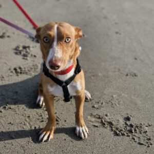 Podenco Honey, 12/2025, Endgröße ca. 37 cm