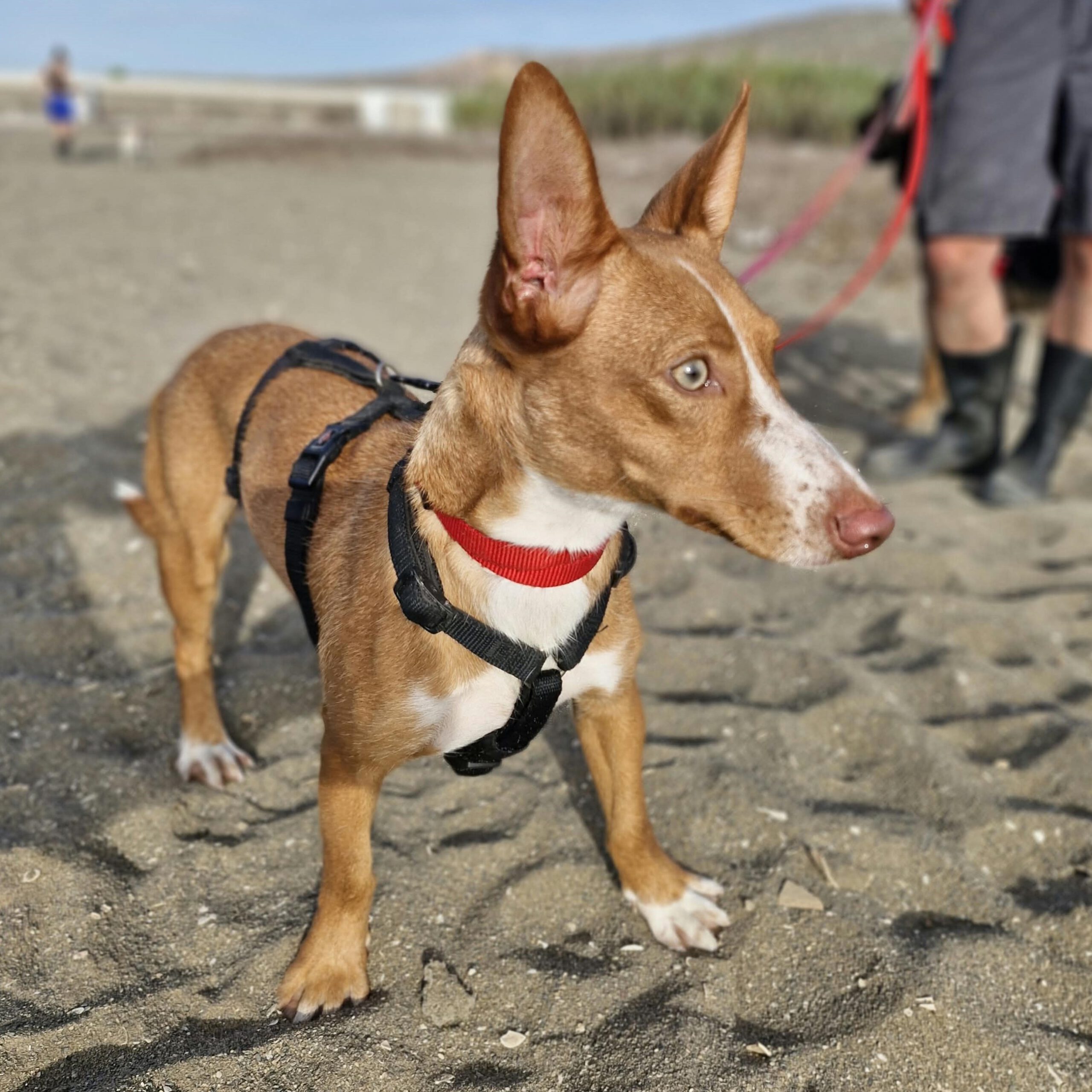 Podenco Honey, 12/2025, Endgröße ca. 37 cm