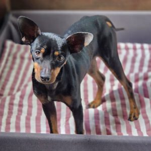 Pinscher Mischling Hulk,07/2022, ca. 32 cm, 86947 Weil