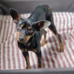 Pinscher Mischling Hulk,07/2022, ca. 32 cm, 86947 Weil