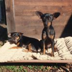Pinscher Mischling Hulk,07/2022, ca. 32 cm, 86947 Weil