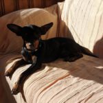 Pinscher Mischling Hulk,07/2022, ca. 32 cm, 86947 Weil
