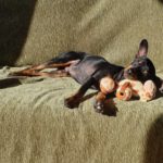 Pinscher Mischling Hulk,07/2022, ca. 32 cm, 86947 Weil
