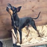Pinscher Mischling Hulk,07/2022, ca. 32 cm, 86947 Weil