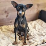 Pinscher Mischling Hulk,07/2022, ca. 32 cm, 86947 Weil