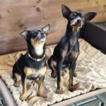 Pinscher Mischling Hulk,07/2022, ca. 32 cm, 86947 Weil