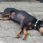 Pinscher Mischling Hulk,07/2022, ca. 32 cm, 86947 Weil