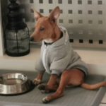 Podenco Chihuahua Mischling Igor, 05/2026, Endgröße ca. 35 cm, 66571 Eppelborn
