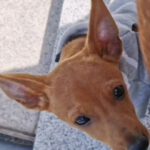 Podenco Chihuahua Mischling Igor, 05/2026, Endgröße ca. 35 cm, 66571 Eppelborn