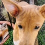 Podenco Chihuahua Mischling Igor, 05/2026, Endgröße ca. 35 cm, 66571 Eppelborn