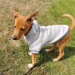 Podenco Chihuahua Mischling Igor, 05/2026, Endgröße ca. 35 cm, 66571 Eppelborn