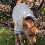 Podenco Chihuahua Mischling Igor, 05/2026, Endgröße ca. 35 cm, 66571 Eppelborn