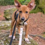 Podenco Chihuahua Mischling Igor, 05/2026, Endgröße ca. 35 cm, 66571 Eppelborn