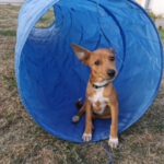 Podenco Chihuahua Mischling Igor, 05/2026, Endgröße ca. 35 cm, 66571 Eppelborn