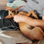 Podenco Mischling Ivy, 08/2025, ca. 35 cm, 66571 Eppelborn