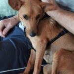 Podenco Mischling Ivy, 08/2025, ca. 35 cm, 66571 Eppelborn
