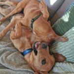 Podenco Mischling Ivy, 08/2025, ca. 35 cm, 66571 Eppelborn