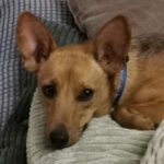 Podenco Mischling Ivy, 08/2025, ca. 35 cm, 66571 Eppelborn