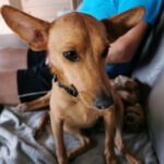 Podenco Mischling Ivy, 08/2025, ca. 35 cm, 66571 Eppelborn