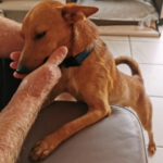 Podenco Mischling Ivy, 08/2025, ca. 35 cm, 66571 Eppelborn