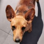 Podenco Mischling Ivy, 08/2025, ca. 35 cm, 66571 Eppelborn