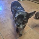 Chihuahua Kiara, 12/2022, ca. 26 cm