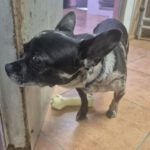 Chihuahua Kiara, 12/2022, ca. 26 cm