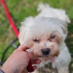 Malteser Kimba, 11/2018, ca. 25 cm, 73272 Neidlingen
