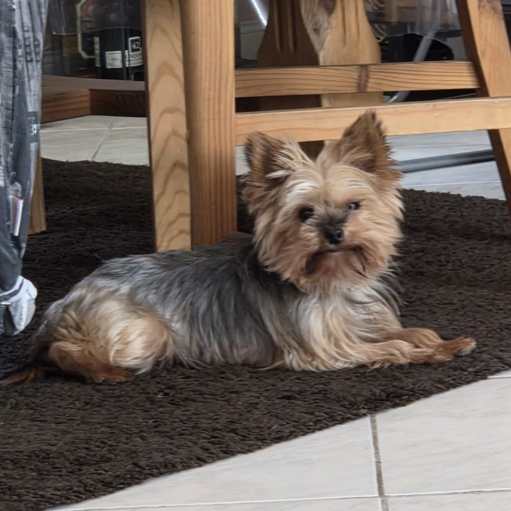 Yorkshire Terrier Lala, 01/2019, ca. 25 cm, 23909 Ratzeburg