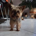 Yorkshire Terrier Lala, 01/2019, ca. 25 cm, 23909 Ratzeburg