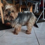 Yorkshire Terrier Lala, 01/2019, ca. 25 cm, 23909 Ratzeburg