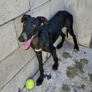 Galgo Leire, 04/2026, Endgröße ca. 65 cm