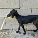 Galgo Leire, 04/2026, Endgröße ca. 65 cm
