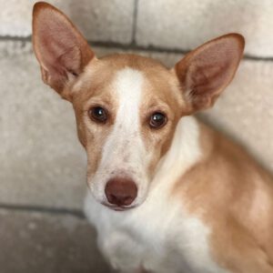 Podenco Limeño, 04/2024, ca. 50 cm