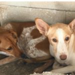 Podenco Limeño, 04/2024, ca. 50 cm