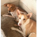 Podenco Limeño, 04/2024, ca. 50 cm