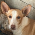 Podenco Limeño, 04/2024, ca. 50 cm