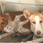 Podenco Limeño, 04/2024, ca. 50 cm