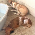 Podenco Limeño, 04/2024, ca. 50 cm