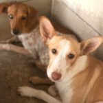 Podenco Limeño, 04/2024, ca. 50 cm