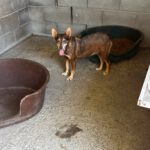 Podenco Lobita, 02/2022, ca. 45 cm