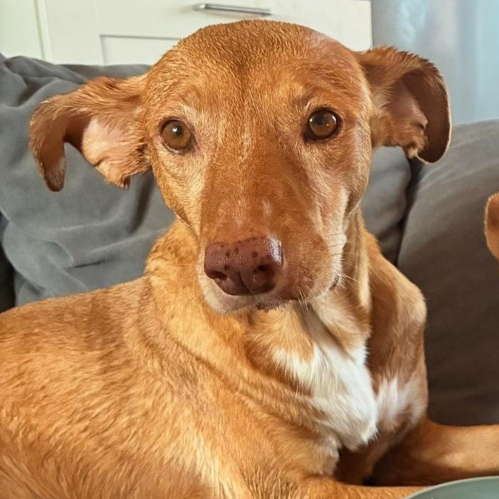 Podenco Lola, 08/2018, ca. 50 cm, 04129 Leipzig