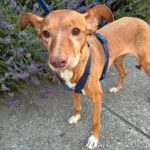 Podenco Lola, 08/2018, ca. 50 cm, 04129 Leipzig
