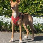 Podenco Lola, 08/2018, ca. 50 cm, 04129 Leipzig