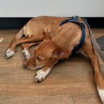 Podenco Lola, 08/2018, ca. 50 cm, 04129 Leipzig